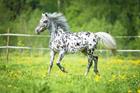 appaloosa