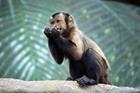 capuchin