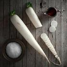 daikon