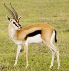 GAZELLA