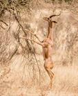 GERENUK