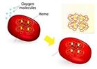 hemoglobin