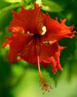 hibiszkusz