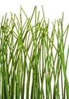 EQUISETUM