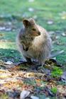 QUOKKA