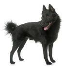 schipperke