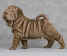 shar-pei