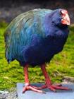 takahe