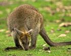 WALLABY